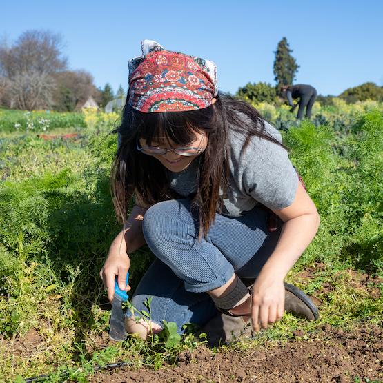 Student working in one of UCSC's organic gardens