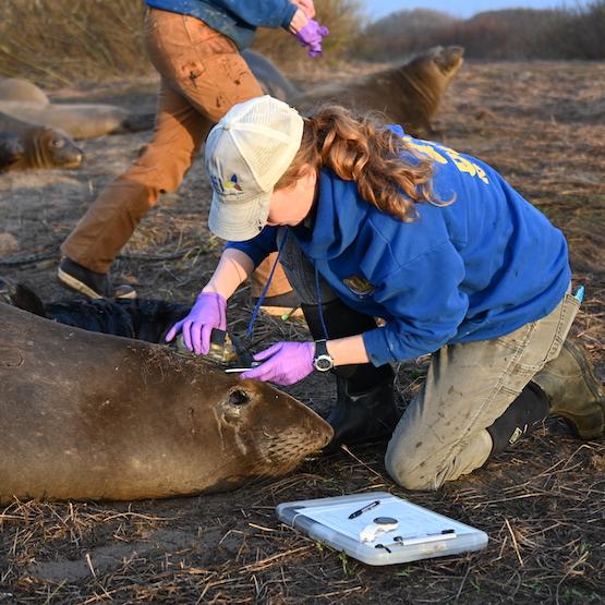 Student putting a tracking device on an elephant seal at Año Nuevo