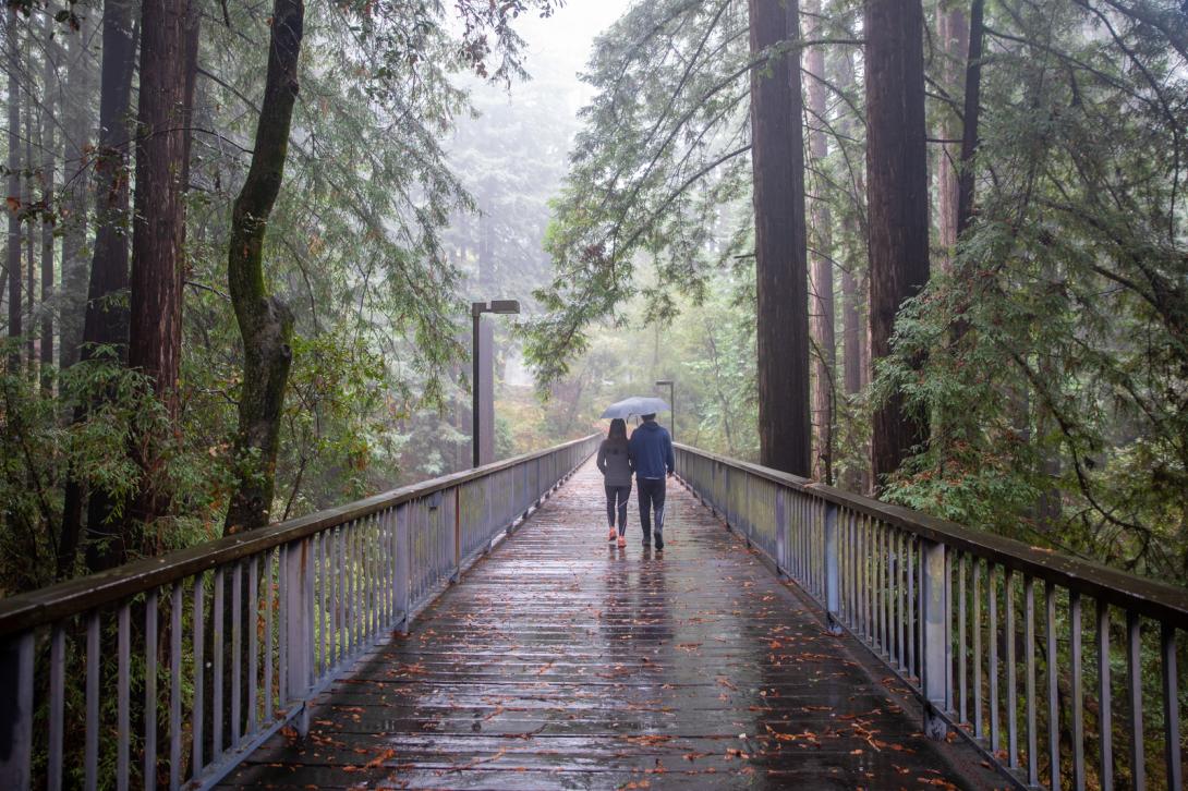 Students walking on a bridge through campus on a rainy day, redwood trees in background